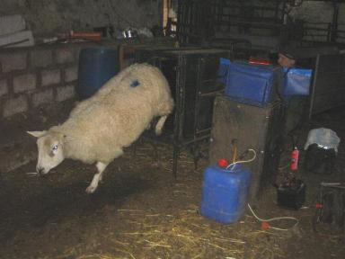 a sheep ieaving the crate after being scanned at Cornhills Farm.